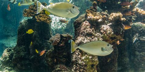 Choosing the Perfect Fish for Your 3.